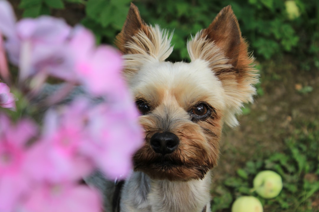 Photo Yorkie puppies